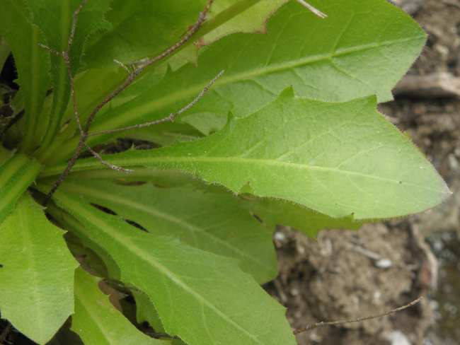 giallo Asteraceae (Sicilia)